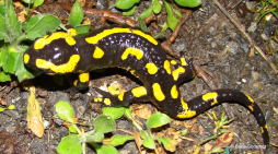 Salamandre tachetée