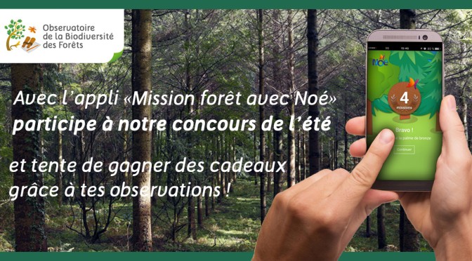 Concours de l’Observatoire de la biodiversité des Forêts : à la recherche des espèces cachées dans les bois !