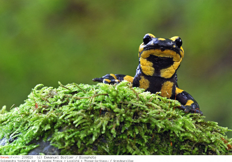 ONF - Amphibiens : la Salamandre tachetée