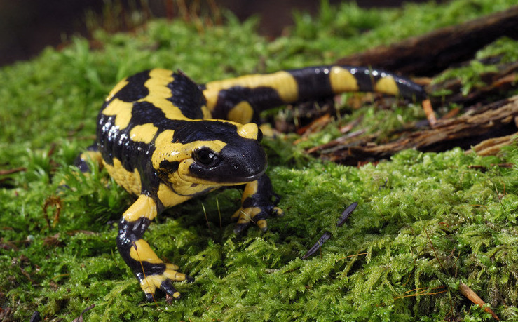 Salamandre tachetée (Salamandra salamandra) - Monde Animal